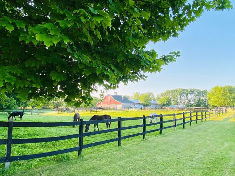 My Fantasy Farm, LLC — horse boarding in Pulaski, Wisconsin